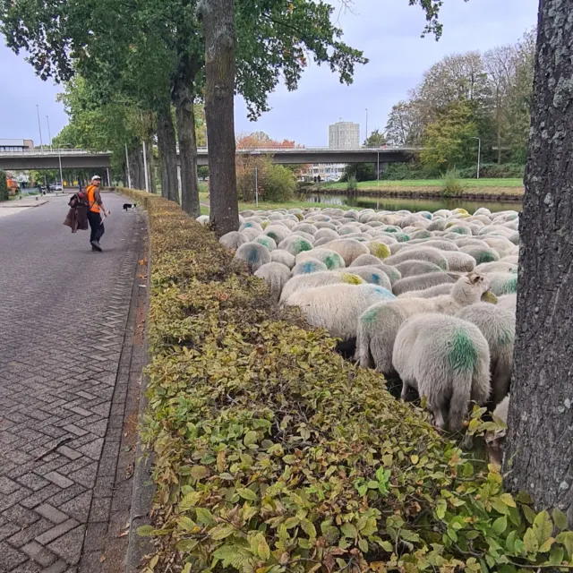 🐑🌿 Bijzondere bezoekers langs de groenstroken van het kanaal!